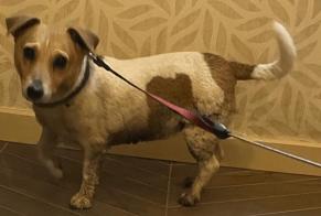 Fundmeldung Hond  Weiblech Estinnes Belgique