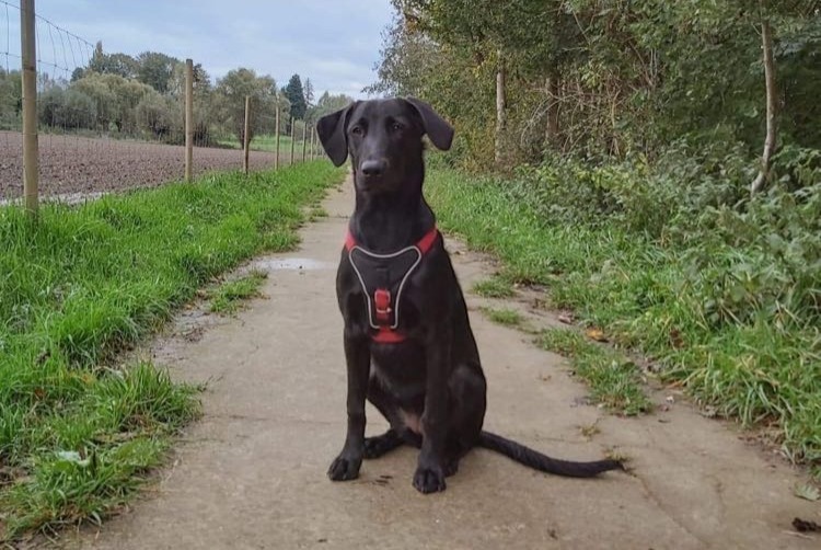 Verdwijningsalarm Hond rassenvermenging Vrouwtje , 3 jaar Vilvorde België