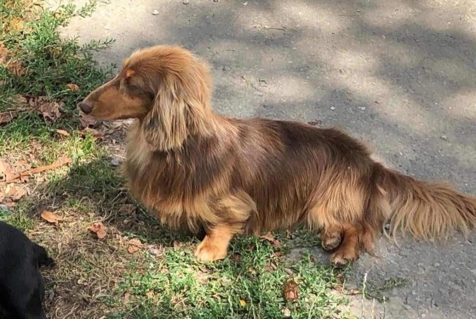 Verdwijningsalarm Hond  Mannetje , 5 jaar Froidchapelle België