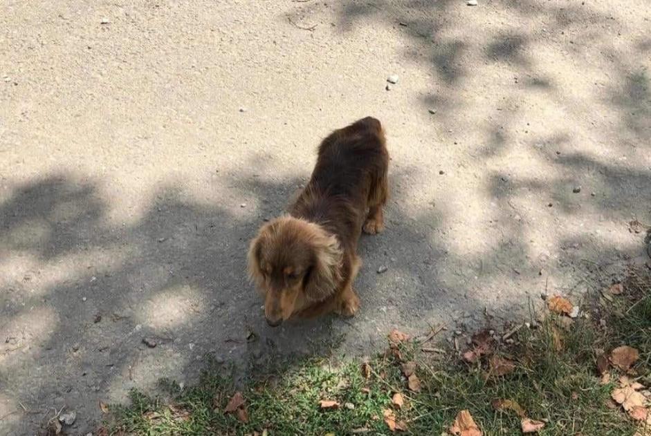 Verdwijningsalarm Hond  Mannetje , 5 jaar Froidchapelle België