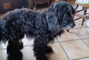 Verdwijningsalarm Hond rassenvermenging Mannetje , 14 jaar Waziers Frankrijk