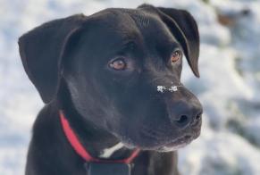 Verdwijningsalarm Hond Mannetje , 4 jaar Sainte-Honorine-du-Fay Frankrijk