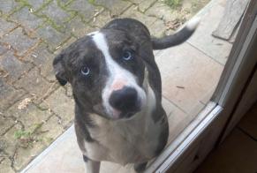 Ontdekkingsalarm Hond Mannetje , 4 jaar Ayguetinte Frankrijk