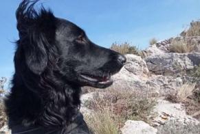 Verdwijningsalarm Hond rassenvermenging Vrouwtje , 1 jaar Paradou Frankrijk