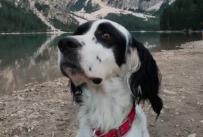 Verdwijningsalarm Hond  Mannetje , 8 jaar Saint-Rustice Frankrijk