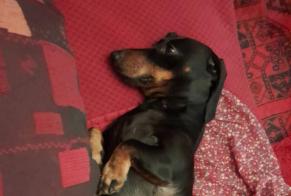 Verdwijningsalarm Hond  Mannetje , 9 jaar Saint-Eloi Frankrijk