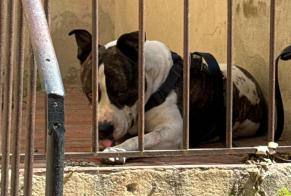 Ontdekkingsalarm Hond  Mannetje Marseille Frankrijk