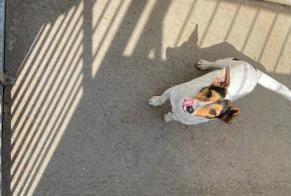 Ontdekkingsalarm Hond  Mannetje , 4 jaar Triel-sur-Seine Frankrijk