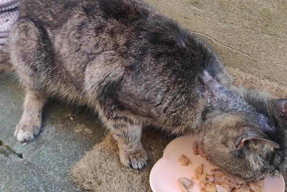 Ontdekkingsalarm Kat rassenvermenging Onbekend La Louvière België