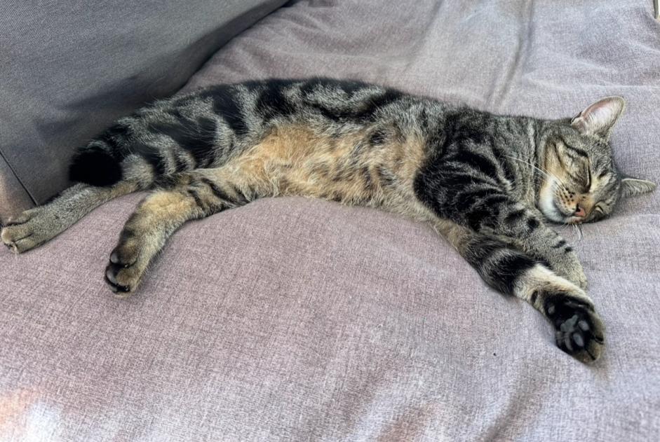Verdwijningsalarm Kat Mannetje , 5 jaar Anhée België