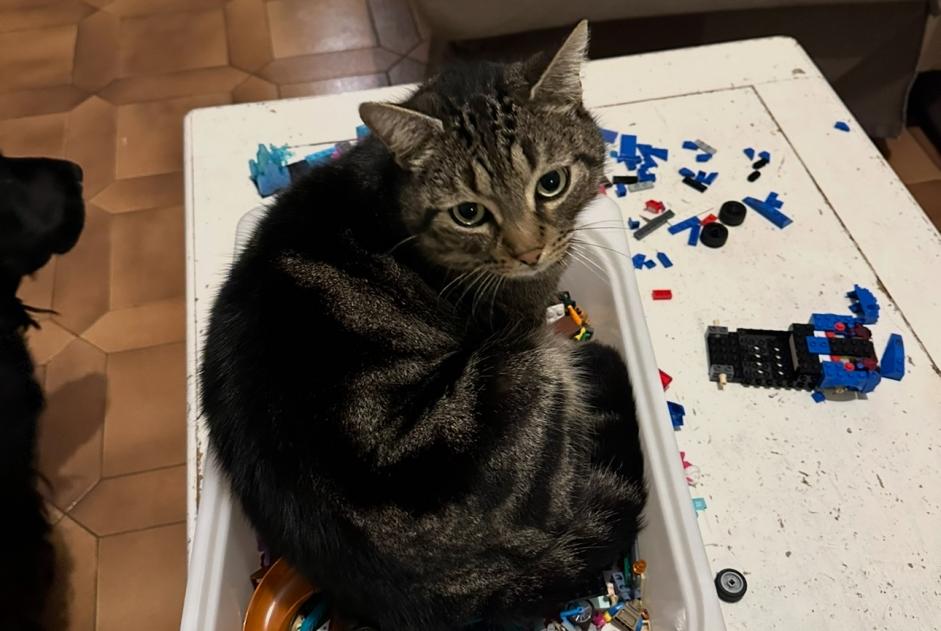 Verdwijningsalarm Kat Mannetje , 5 jaar Anhée België