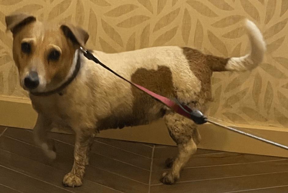 Ontdekkingsalarm Hond  Vrouwtje Estinnes België
