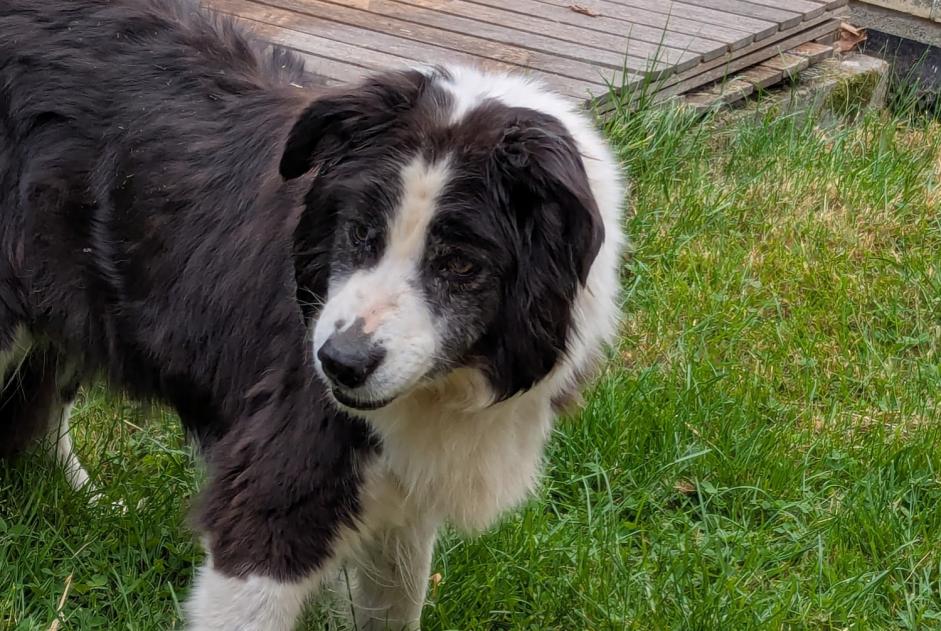Ontdekkingsalarm Hond  Onbekend Villers-le-Bouillet België