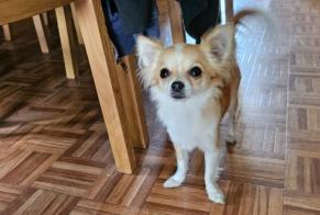 Verdwijningsalarm Hond  Vrouwtje , 2 jaar Dilbeek België