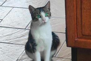 Verdwijningsalarm Kat Mannetje , 1 jaar Fontaine-l'Évêque België