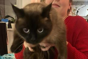 Ontdekkingsalarm Kat Onbekend Forest België