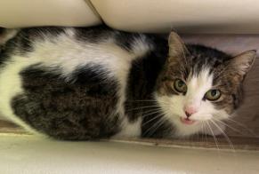 Ontdekkingsalarm Kat rassenvermenging Vrouwtje As België