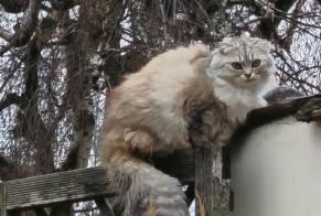 Ontdekkingsalarm Kat Onbekend Evere België