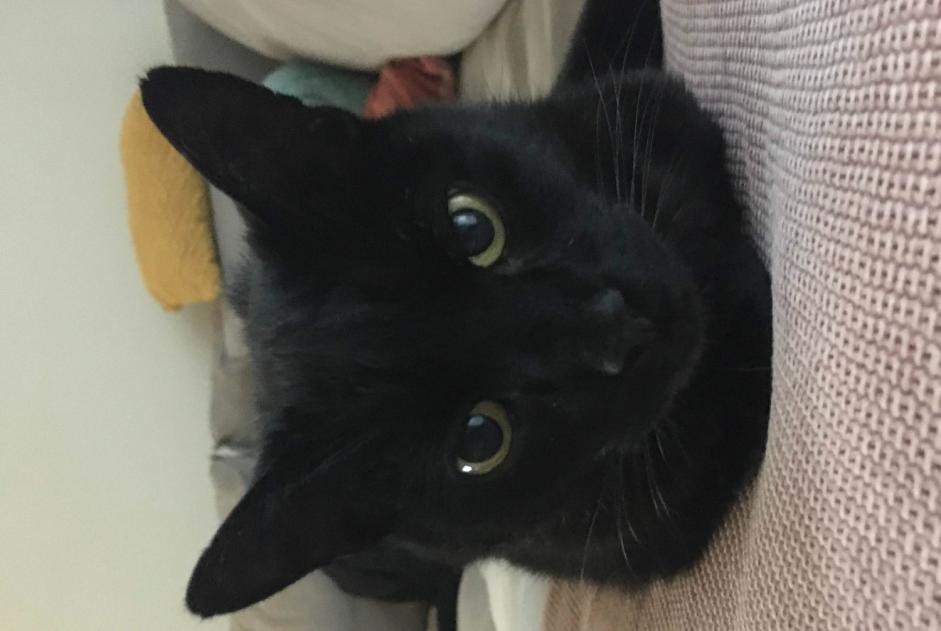 Kat Vermist in Lummen (Limburg, België)  - Verdwijning Pet Alert melding nr. 366081