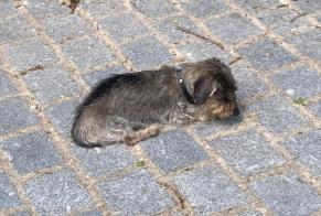 Verdwijningsalarm Hond  Mannetje , 18 jaar Tenneville België