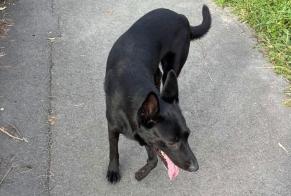 Ontdekkingsalarm Hond  Mannetje Boussu België