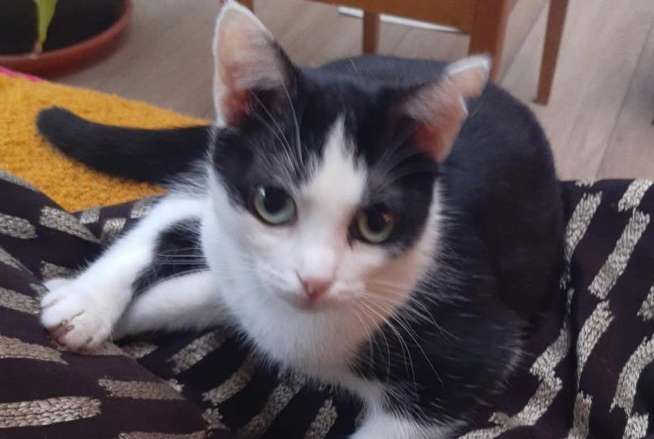 Kat Vermist in Gent (Oost-Vlaanderen, België)  - Verdwijning Pet Alert melding nr. 377151