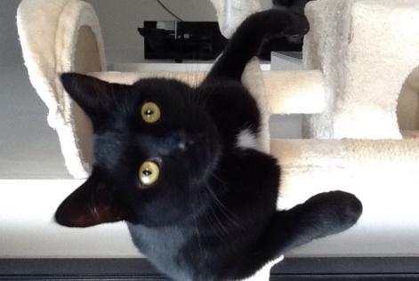 Alerta desaparecimento Gato européen  Macho , 10 anos Wavre Belgium