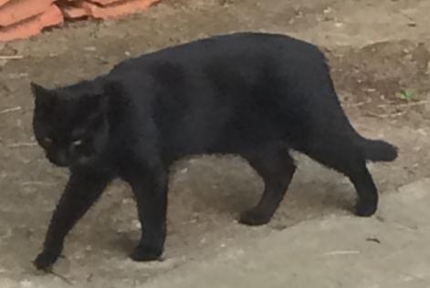 Alerta desaparecimento Gato européen  Macho , 10 anos Wavre Belgium