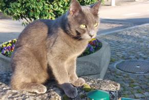 Alerta desaparecimento Gato Macho , 2 anos Vich Switzerland