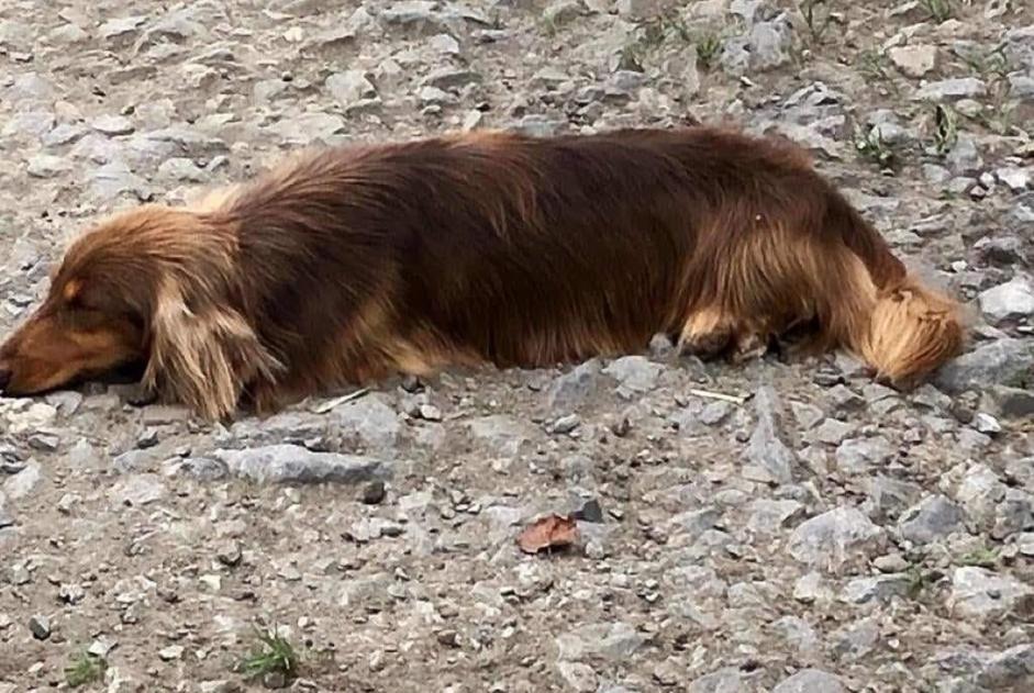 Alerta desaparecimento Cão  Macho , 5 anos Froidchapelle Belgium
