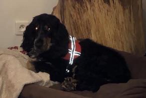 Alerta desaparecimento Cão  Macho , 2 anos Colfontaine Belgium