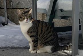 Alerta desaparecimento Gato Fêmea , 2 anos Treyvaux Switzerland
