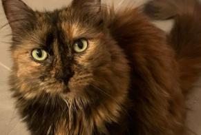 Alerta desaparecimento Gato Fêmea , 9 anos Cossonay Switzerland