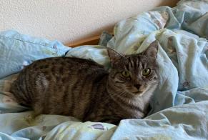 Alerta desaparecimento Gato Macho , 3 anos Belmont-Broye Switzerland