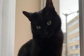 Alerta desaparecimento Gato  Fêmea , 3 anos Ixelles Belgium