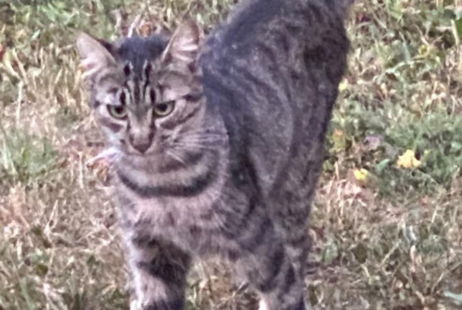 Alerta desaparecimento Gato  Macho , 2 anos Noble-Contrée Switzerland
