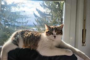 Alerta desaparecimento Gato  Macho , 1 anos Matran Switzerland