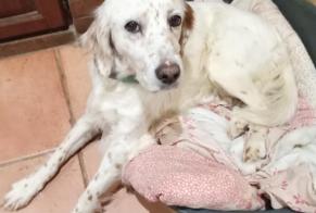 Alerta desaparecimento Cão  Fêmea , 12 anos Cursan France