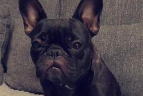 Alerta desaparecimento Cão  Fêmea , 4 anos Charleroi Belgium