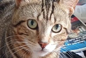Alerta desaparecimento Gato Macho , 2 anos Namur Belgium
