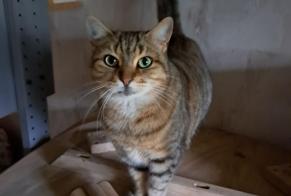 Alerta desaparecimento Gato  Fêmea , 6 anos Aulnay-sous-Bois France
