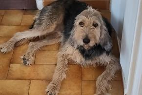 Alerta desaparecimento Cão  Fêmea , 3 anos Chabeuil France