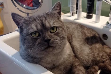 Alerta desaparecimento Gato cruzamento Macho , 2 anos Ferrières Belgium