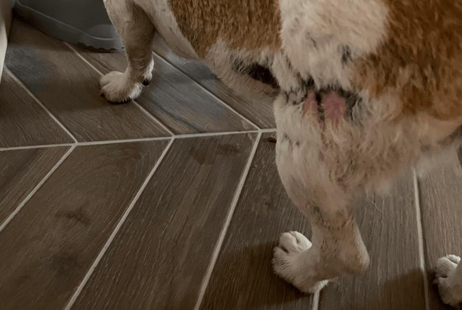 Alerta descoberta Cão  Fêmea Estinnes Belgium