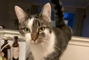 Alerta desaparecimento Gato  Macho , 4 anos Mechelen Belgium
