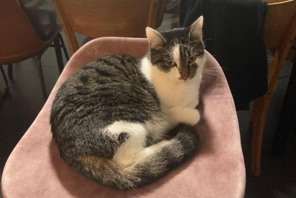 Alerta desaparecimento Gato  Macho , 4 anos Mechelen Belgium