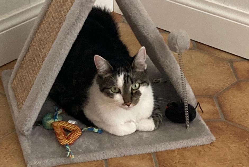 Alerta desaparecimento Gato  Macho , 4 anos Mechelen Belgium