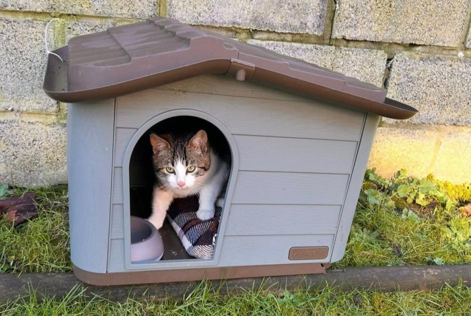 Alerta desaparecimento Gato Macho , 0 anos Fontaine-l'Évêque Belgium