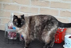 Alerta desaparecimento Gato  Fêmea , 17 anos Spa Belgium