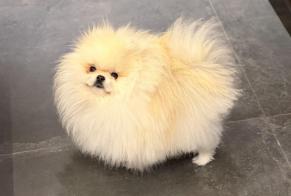 Alerta desaparecimento Cão  Macho , 2 anos Waterloo Belgium